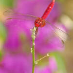 Martin Gallego &raquo; Crocothemis erythraea mascle, en català sagnador escarlata.