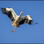 MinimalAbstract &raquo; Las cigüeñas de Matabuena I