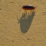 Miguelemele » Sombra con patas
