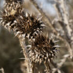 El diletant perplex » l’hivern s’apropa