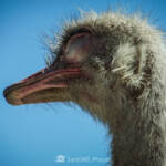 SantiMB Photos &raquo; Los ojos que no esconde