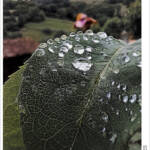 Clic clac foto! &raquo; DESPRÉS DE LA PLUJA (4/6)