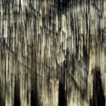 Martin Gallego &raquo; Arbres