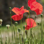 El diletant perplex &raquo; notes de primavera