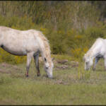 Wild horses