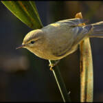 MinimalAbstract » Mosquitero