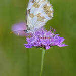 Martin Gallego &raquo; Melanargia lachesis, escac ibèric.