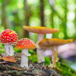 Martin Gallego &raquo; Amanita muscaria, reig de fageda.
