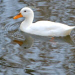 Miguelemele &raquo; Patita blanca