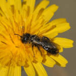 Miguelemele &raquo; Chiquiparc de pólen