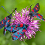 Martin Gallego » Zygaena filipendulae, gitaneta de la filipèndula