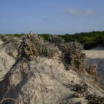 justPictures &raquo; Campos (#6902)