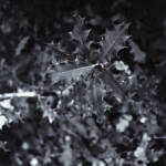 El diletant perplex &raquo; grèvol