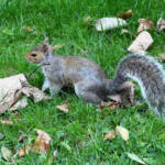 Lumen imago &raquo; Ardilla