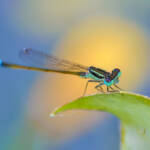 Martin Gallego &raquo; Ischnura elegans, en català Llantió elegant.