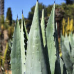 El diletant perplex » Punxes