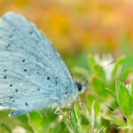 Martin Gallego &raquo; Celastrina argiolus, blaveta de l'heura
