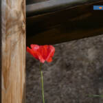 Podi és podi &raquo; Il fiore del partigiano - Amapola