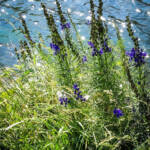 Imatges i emocions &raquo; Primavera, estiu, tardor, hivern... i primavera