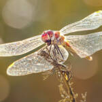 Martin Gallego &raquo; Sympetrum fonscolombii, pixaví nervat