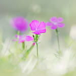 Martin Gallego &raquo; Flors de Dianthus seguieri, clavell silvestre