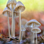 Martin Gallego &raquo; Mycena sp.