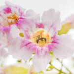 Martin Gallego &raquo; Formiga de la fusta, Camponotus cruentatus, dintre de flor de Podranea ricasoliana, Bignonia rosa.