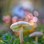 Martin Gallego » Lepiota sp.