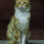 En un pálpito de retina &raquo; Ser esclavo!!! Ser esclau!!!