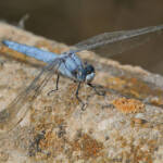 Miguelemele » Volátil azulito