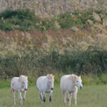 Miguelemele » Trío blanco