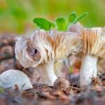 Martin Gallego &raquo; Fredolics, Tricholoma terreum