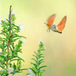 Martin Gallego &raquo; Macroglossum stellatarum, en català Bufador