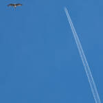 Miguelemele » Vuelo en paralelo