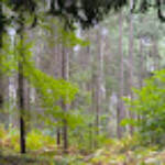 Toni » Bedgebury_04