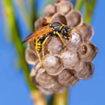 Martin Gallego » Polistes gallicus
