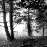 Black & White Nature » .escenes d’un bosc amb boira.