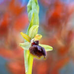 Martin Gallego &raquo; Ophrys passionis