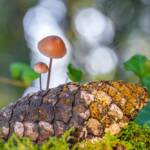 Martin Gallego &raquo; Mycena seynii sobre pinya