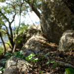 justPictures &raquo; Mancor de la Vall (#6907)