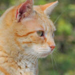 Miguelemele » Rubito