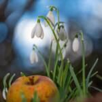Martin Gallego &raquo; Lliris de neu, Galanthus nivalis.