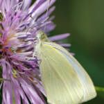 Miguelemele » Blanquita succionando