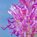 Martin Gallego &raquo; Flors d'orquídia silvestre Orchis simia.