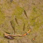 Miguelemele » Peces en un canal de riego