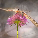 Martin Gallego » Parnassius apollo, papallona Apol·lo.