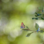 Martin Gallego &raquo; Satyrium esculi, marroneta de l'alzina