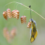 Martin Gallego &raquo; Libelloides longicornis sobre flors de Briza maxima.