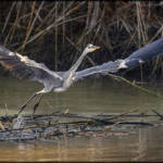 MinimalAbstract » The grey heron has taken flight