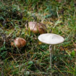 SantiMB Photos » Un palmo cuadrado